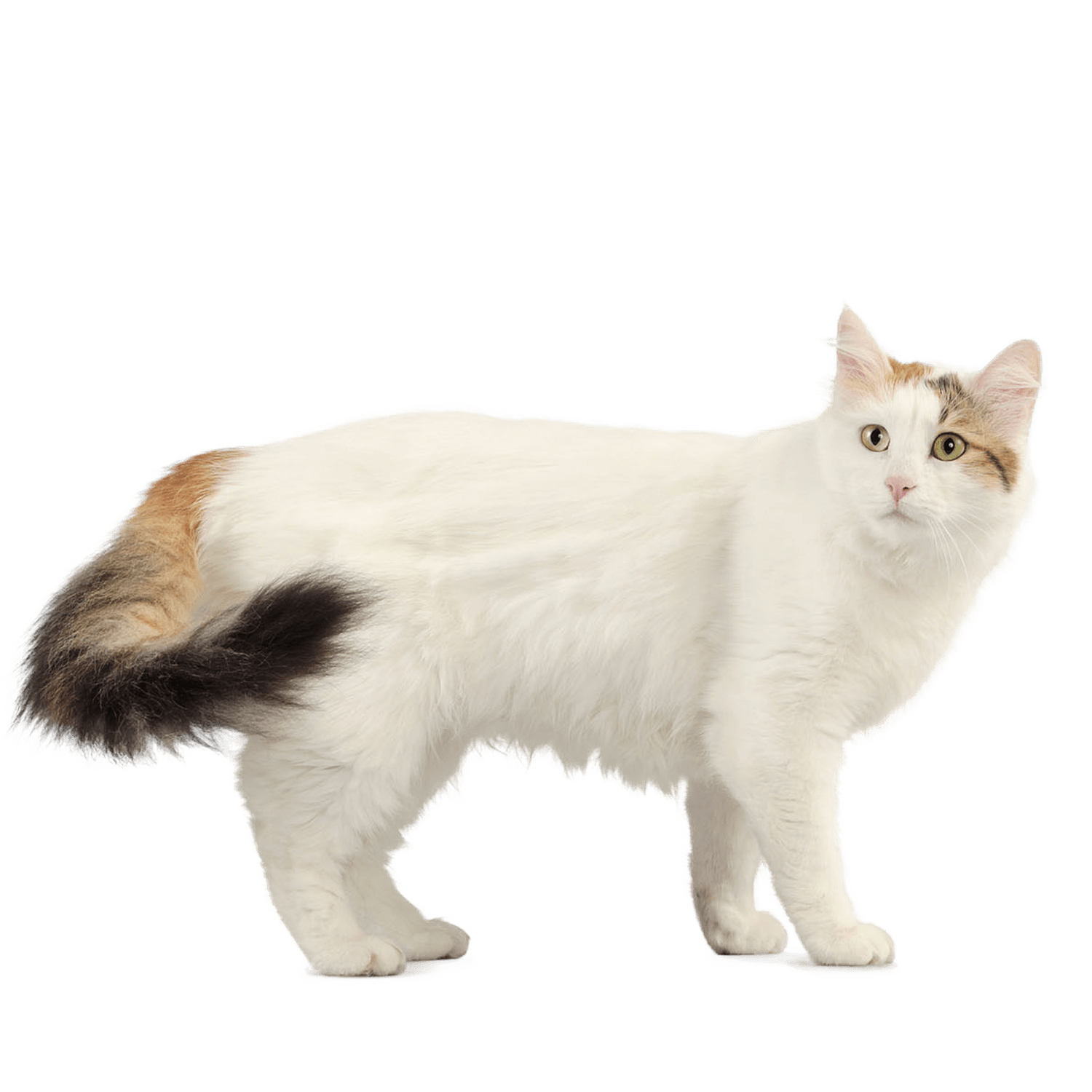 Le guide du chat - Turc de Van - 